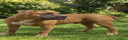 American Bully dogs for sale: Pocket bully  - Advert 1