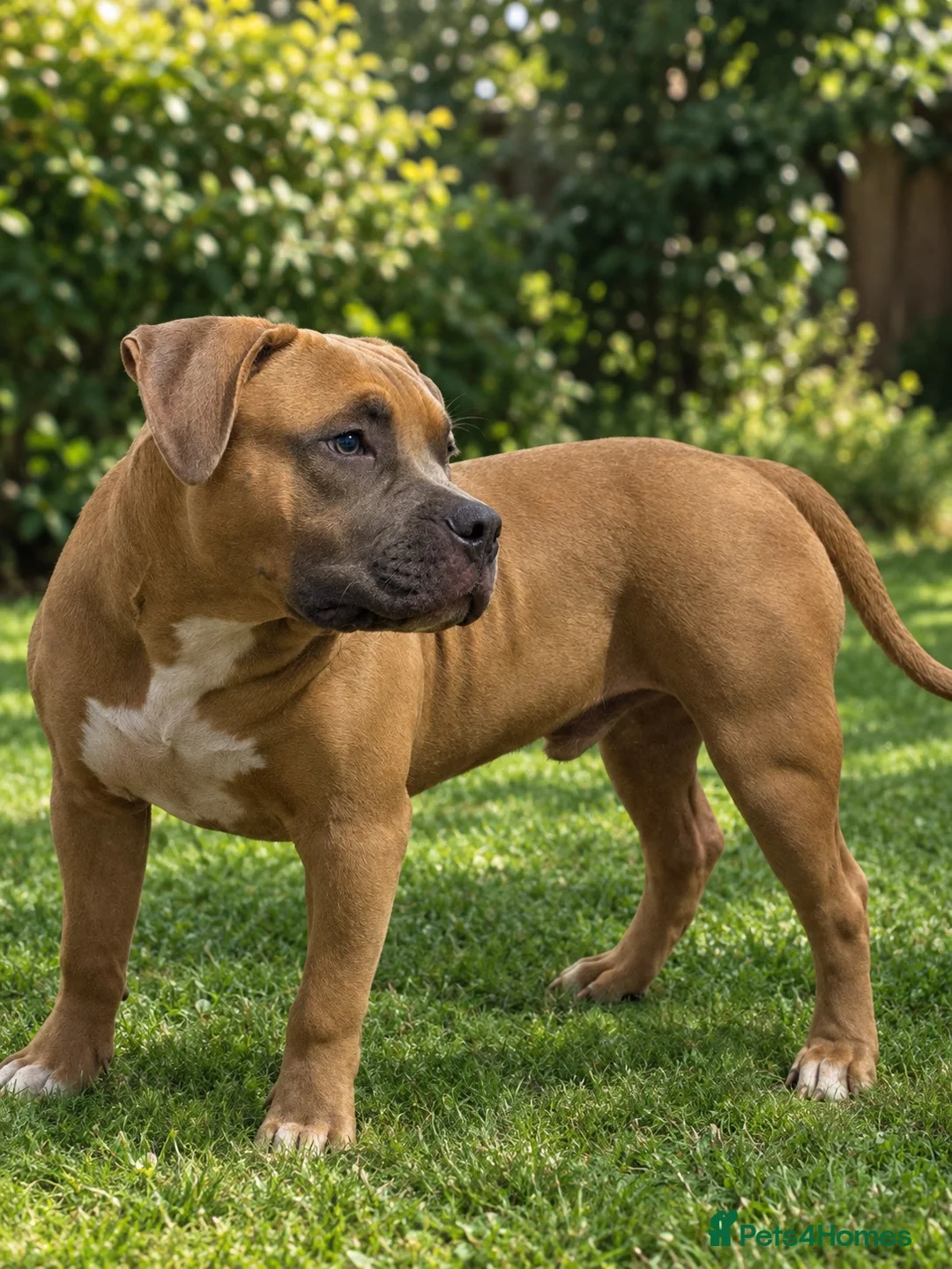 American Bully dogs for sale: Pocket bully  - Advert 1
