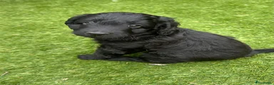 Australian Labradoodle 3