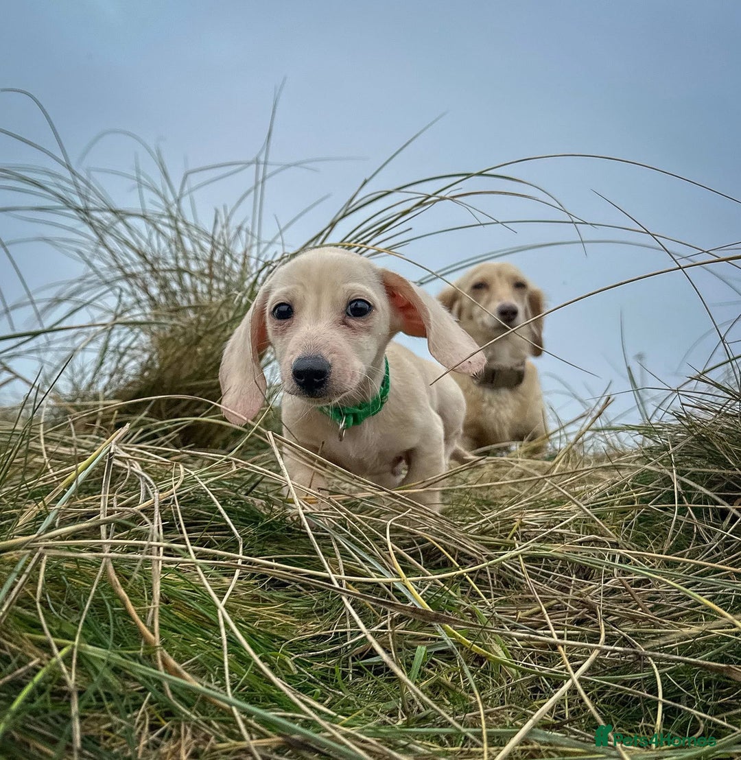Miniature Dachshund dogs for sale: Cream miniature dachshunds  - Advert 22