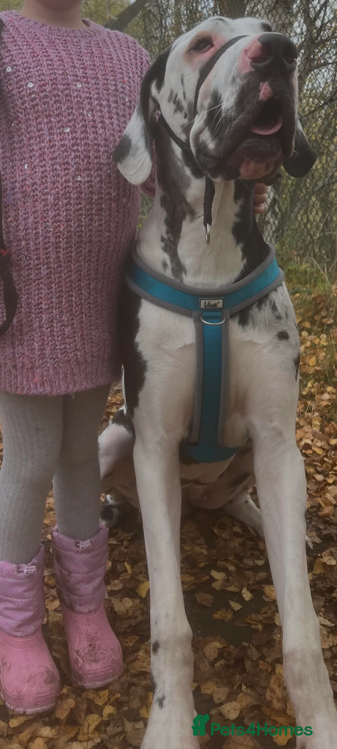 Great Dane dogs for sale: Top Quality KC Registered Great Dane Puppies - Advert 4