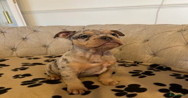 Olde English Bulldogge dogs - Advert 6