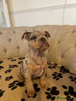 Olde English Bulldogge dogs - Advert 6