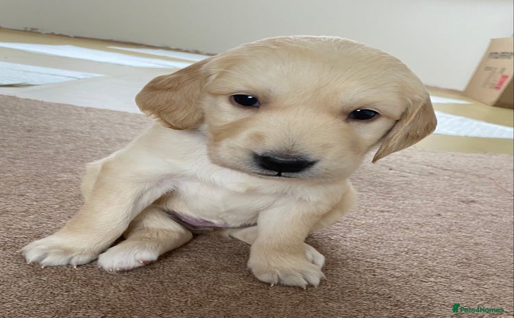 Golden Retriever dogs - Advert 3
