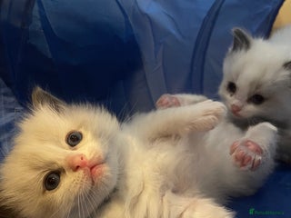 Ragdoll cats Pure Breed bi colour blue Ragdoll Kittens - Advert 2