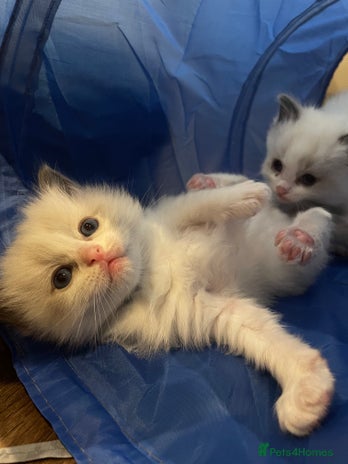 Ragdoll cats Pure Breed bi colour blue Ragdoll Kittens - Advert 14