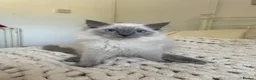 Ragdoll cats for sale: Beautiful male ragdoll💙Please read description💙 - Advert 3