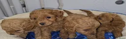 Cavapoo dogs for sale: 🐾 Beautiful Ruby Red F2B Toy Cavapoo Puppies 🐾 - Advert 13