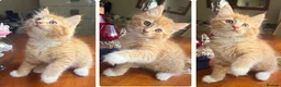 Mixed Breed cats for sale: Ginger Calico Tuxedo Kittens London-Richmond Sale - Advert 15