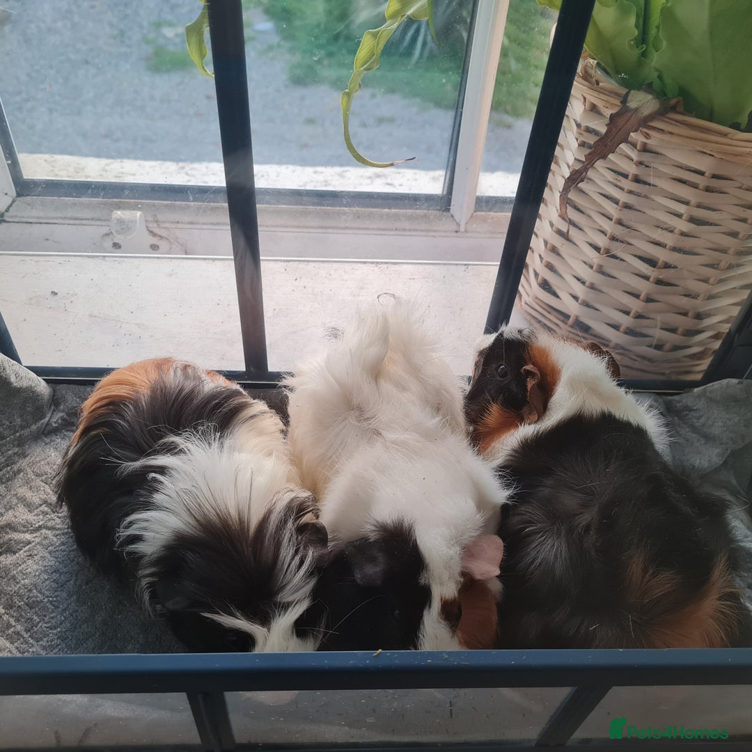 Guinea Pig rodents for sale: 2 male, 3 female guinea pigs for sale - Image 8
