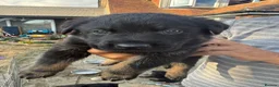 Mixed Breed dogs for sale: Adorable litter of Rottweiler cross GSD in Lewes - Advert 4