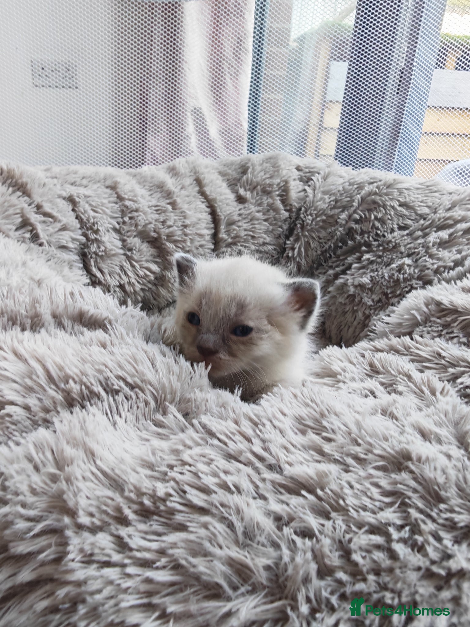 Mixed Breed cats Beautiful Sphynx x ragdoll kittens  - Advert 6
