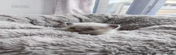 Mixed Breed cats for sale: Beautiful Sphynx x ragdoll kittens  - Advert 1