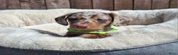 Dachshund dogs for sale: Minature Dachshund pups - Advert 5