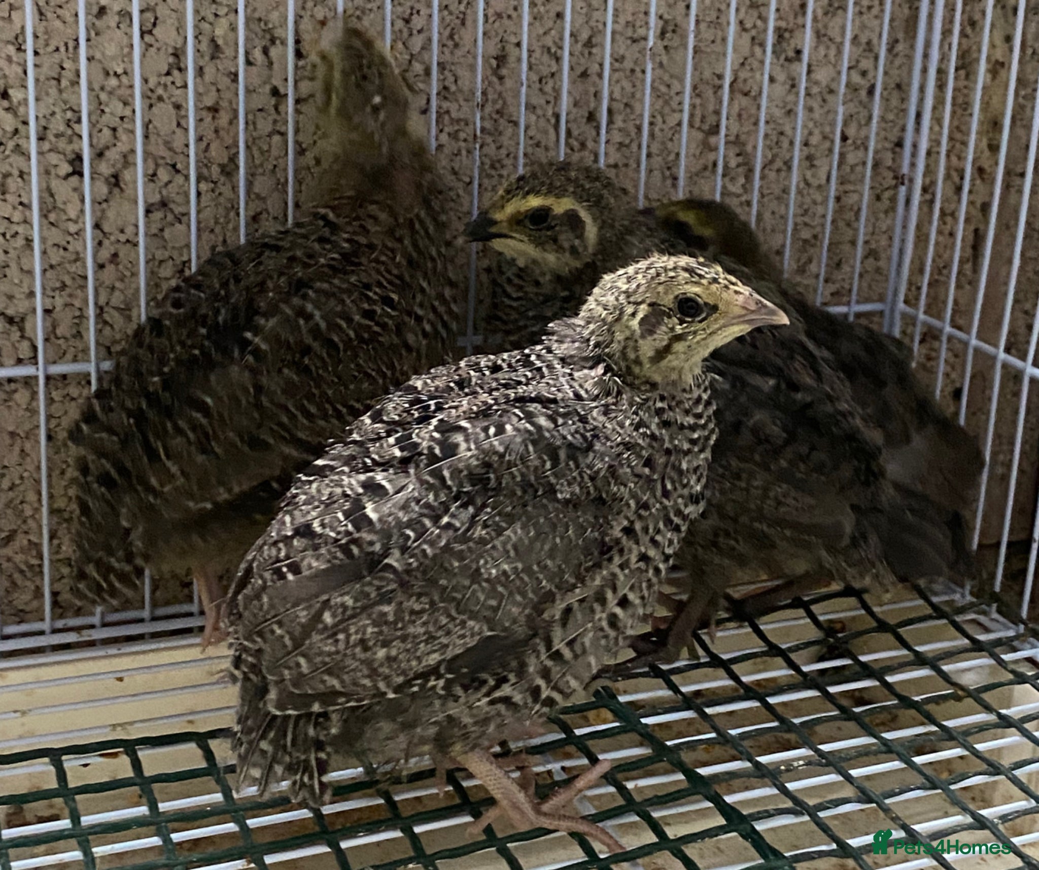 Quail poultry Japanese quails  - Advert 1
