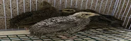 Quail poultry for sale: Japanese quails  - Advert 1