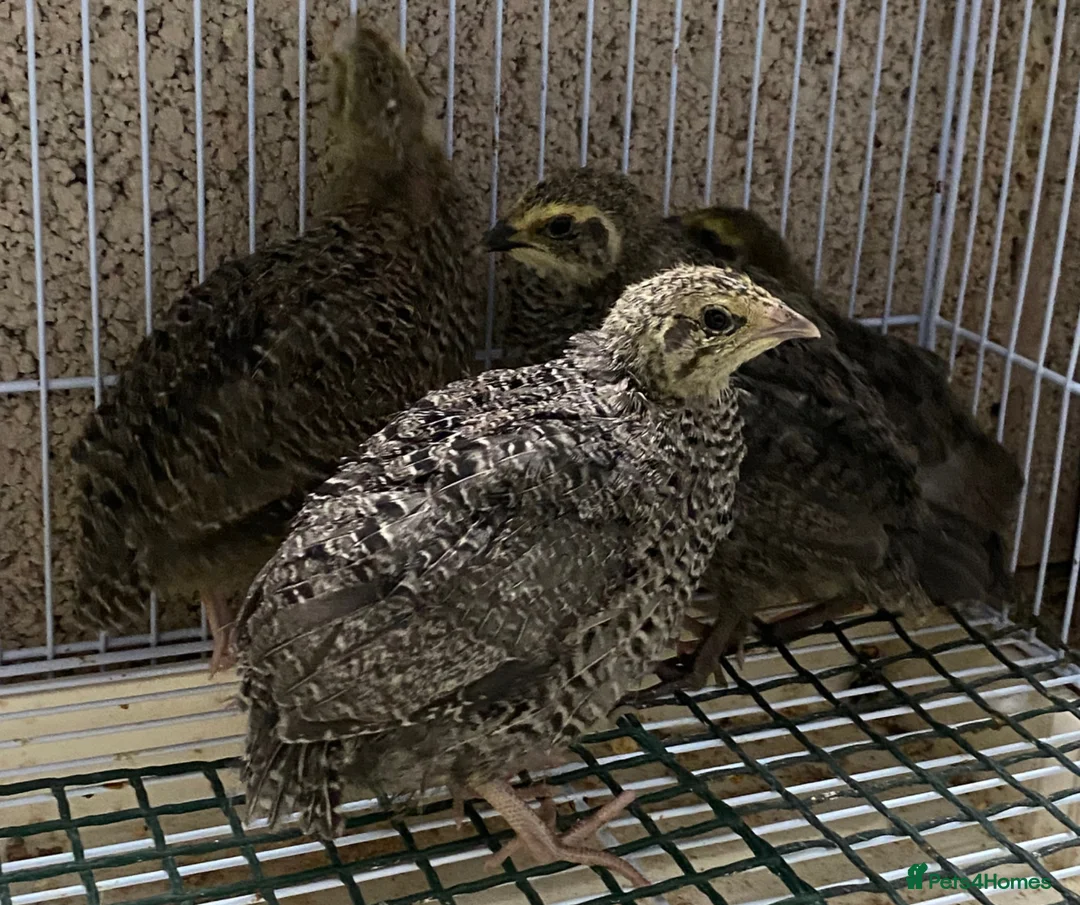 Quail poultry for sale: Japanese quails  - Advert 1