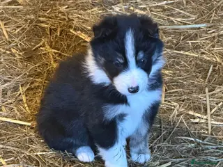 Border Collie dogs Border Collie Pups ❤️ - Advert 7