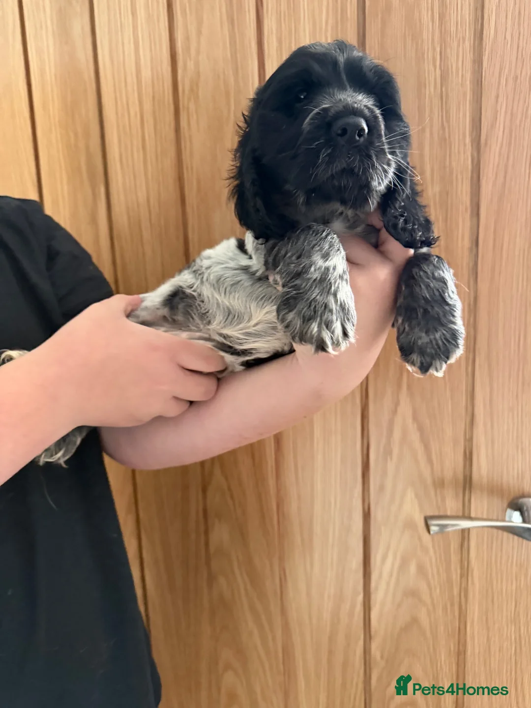 Cocker Spaniel dogs for sale: Beautiful blue roan cocker spaniel girl - Advert 2