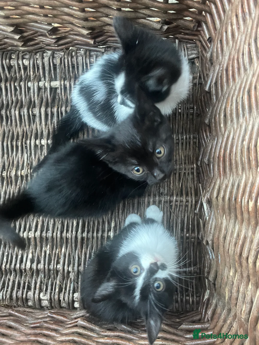British Shorthair cats for sale: 6 x BEAUTIFUL kittens for sale!  - Advert 2