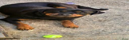 Rottweiler dogs for sale: Female Rottweiler For Sale ... in Guildford - Advert 2