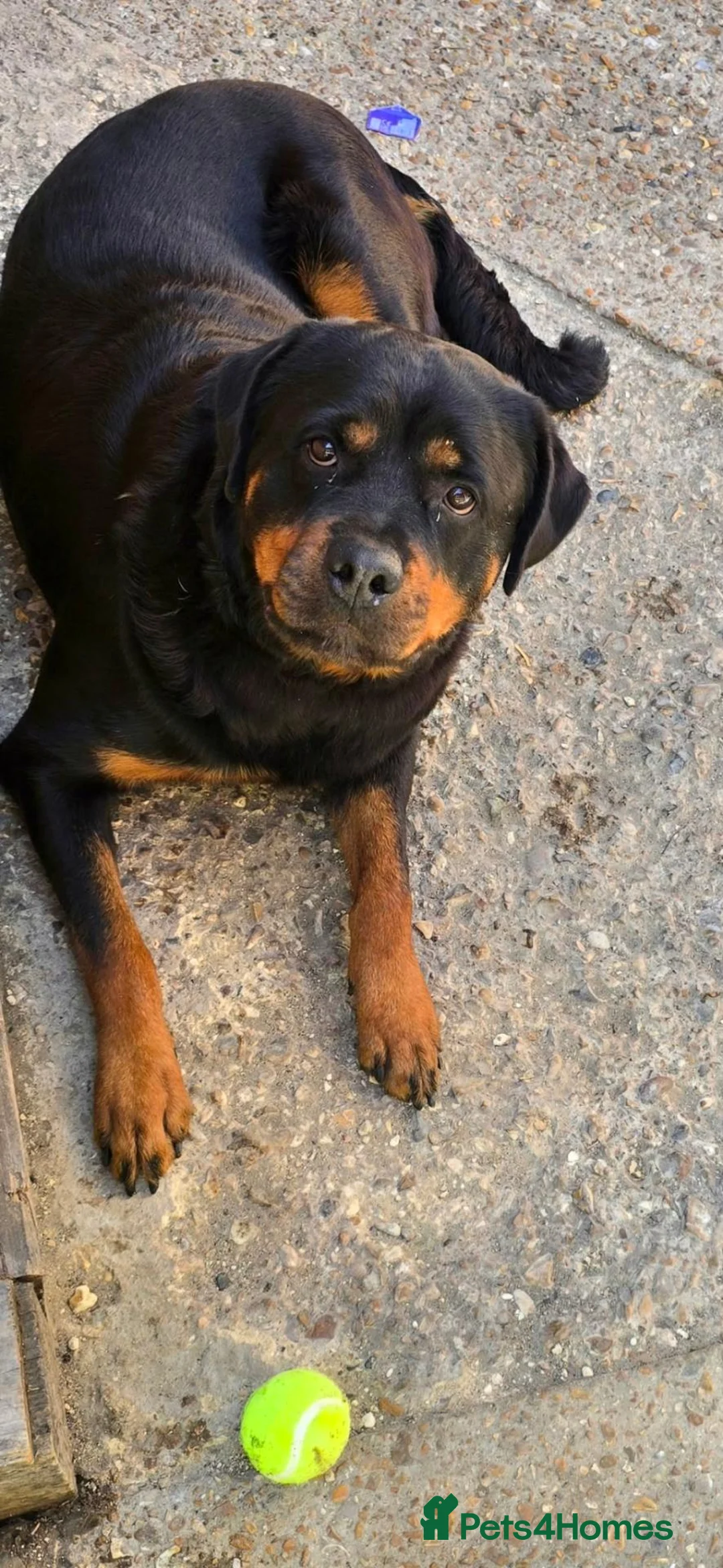 Rottweiler dogs for sale: Female Rottweiler For Sale ... in Guildford - Advert 2