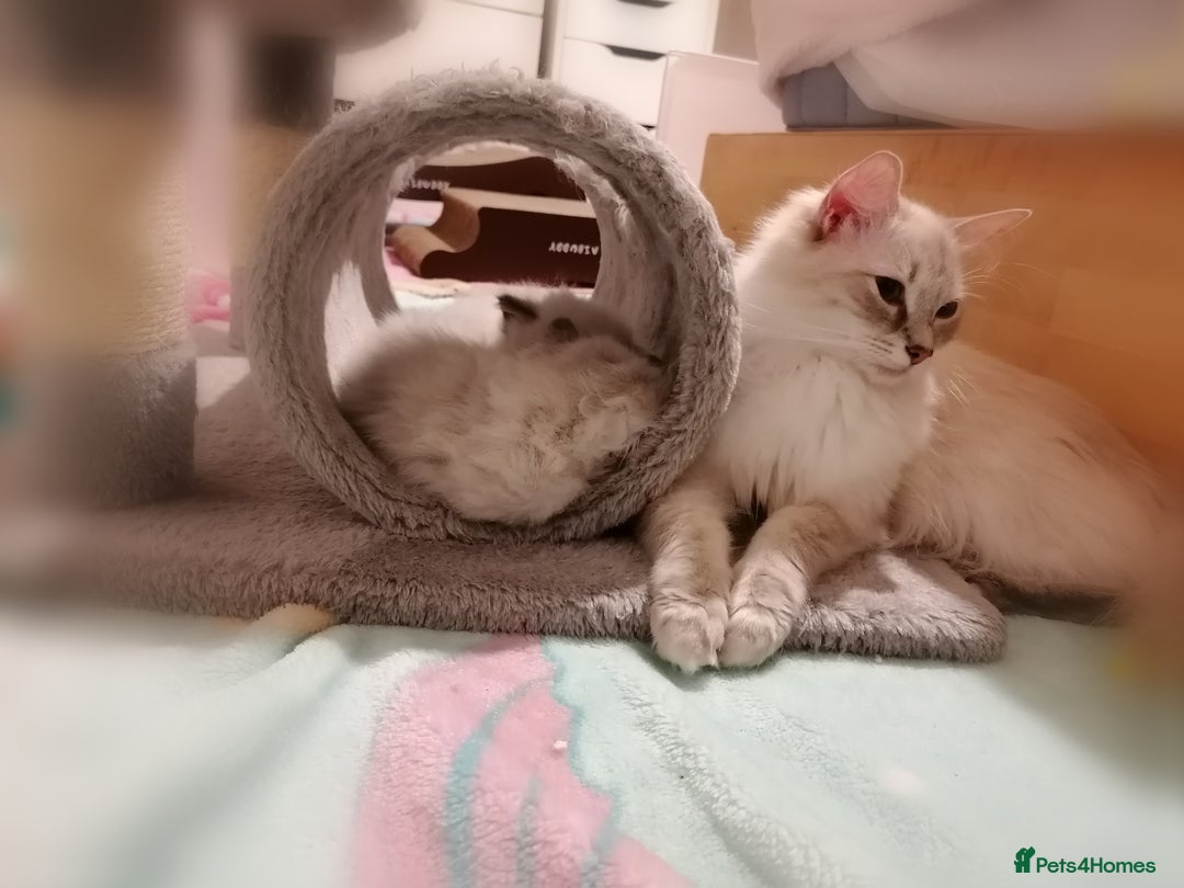 Ragdoll cats for sale: Ragdoll kittens - 1 girl & 2 boys - Image 11