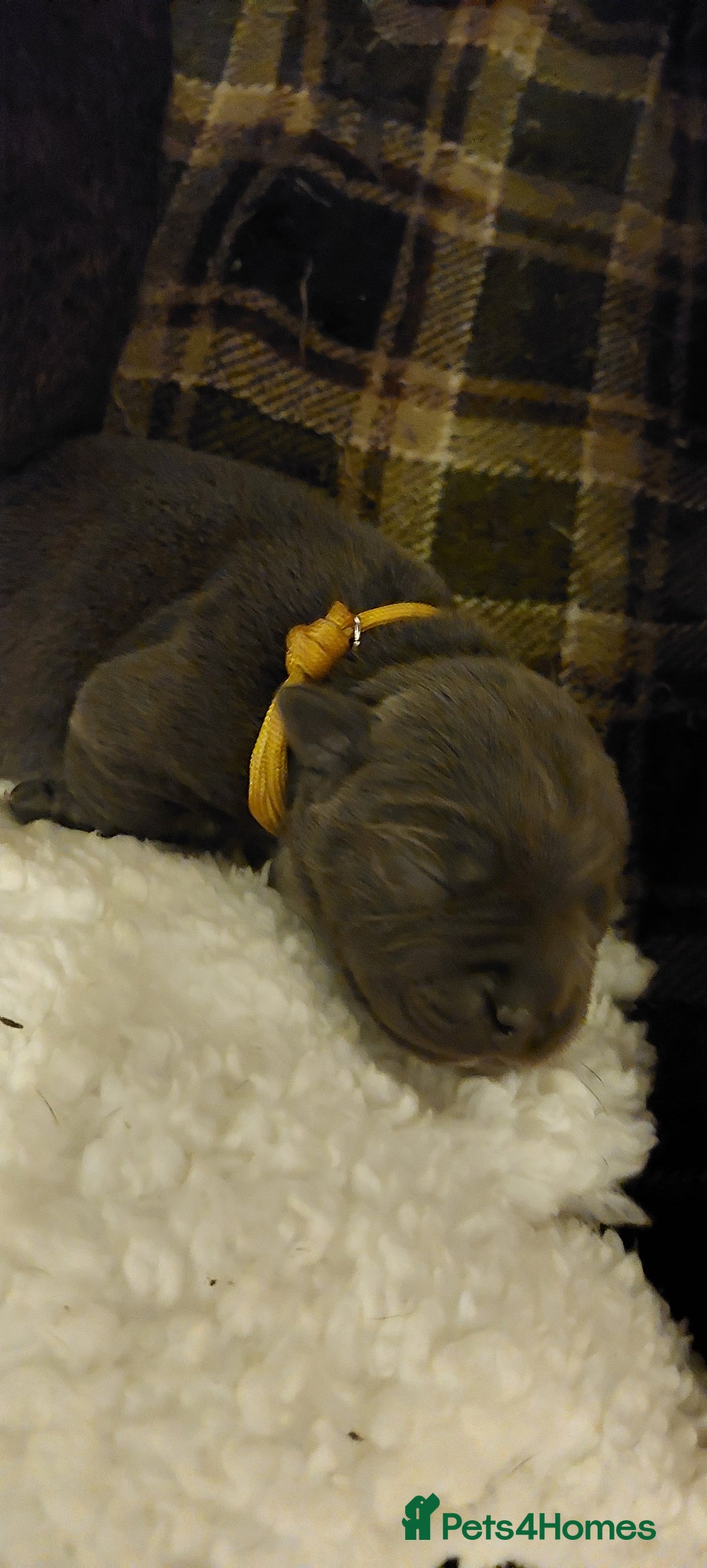 Staffordshire Bull Terrier dogs for sale: 💙KC Staffordshire Bull Terrier puppies 💙 - Advert 28