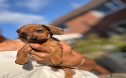 Dachshund dogs for sale: Beautiful Miniature dachshund puppies  - Image 18