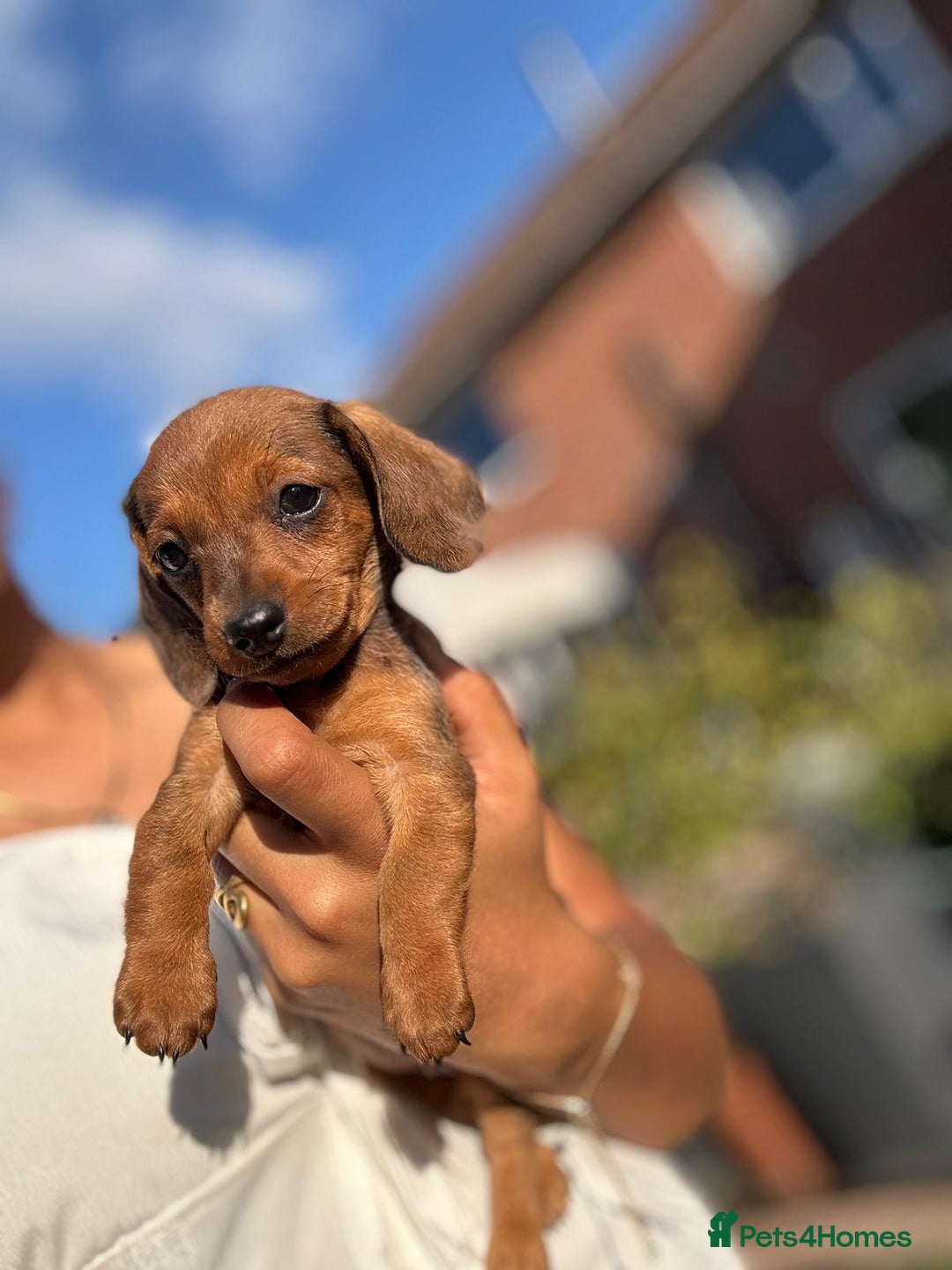 Dachshund dogs for sale: Beautiful Miniature dachshund puppies  - Image 18