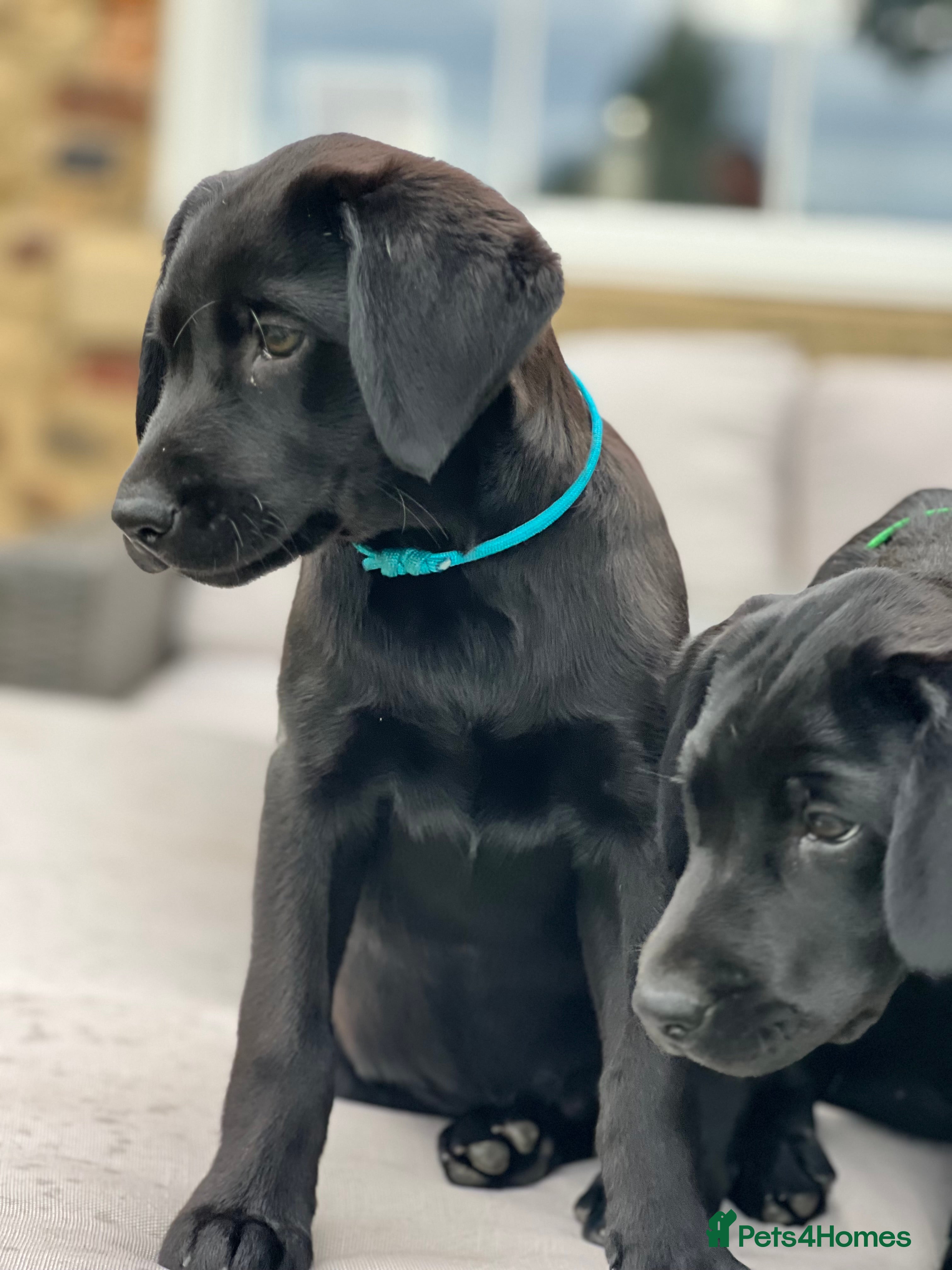Labrador Retriever dogs KC Registered Black Labrador Pups 🐾 - Advert 5