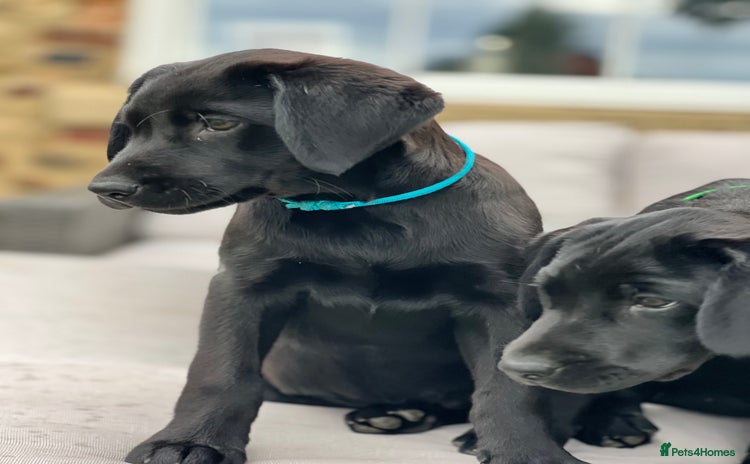 Labrador Retriever dogs - Advert 2