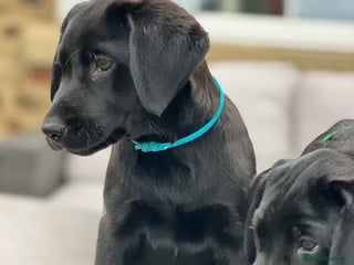 Labrador Retriever dogs - Advert 15