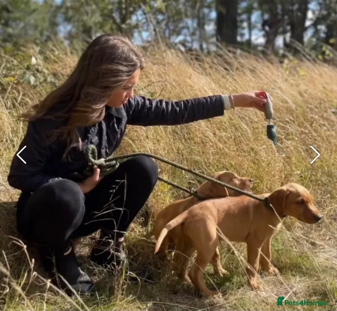 Labrador Retriever dogs for sale: Labrador Retriever Pups  - Advert 9