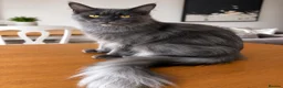 Maine Coon cats for sale: Maine Coon Kittens Russian & European Lines  - Advert 14