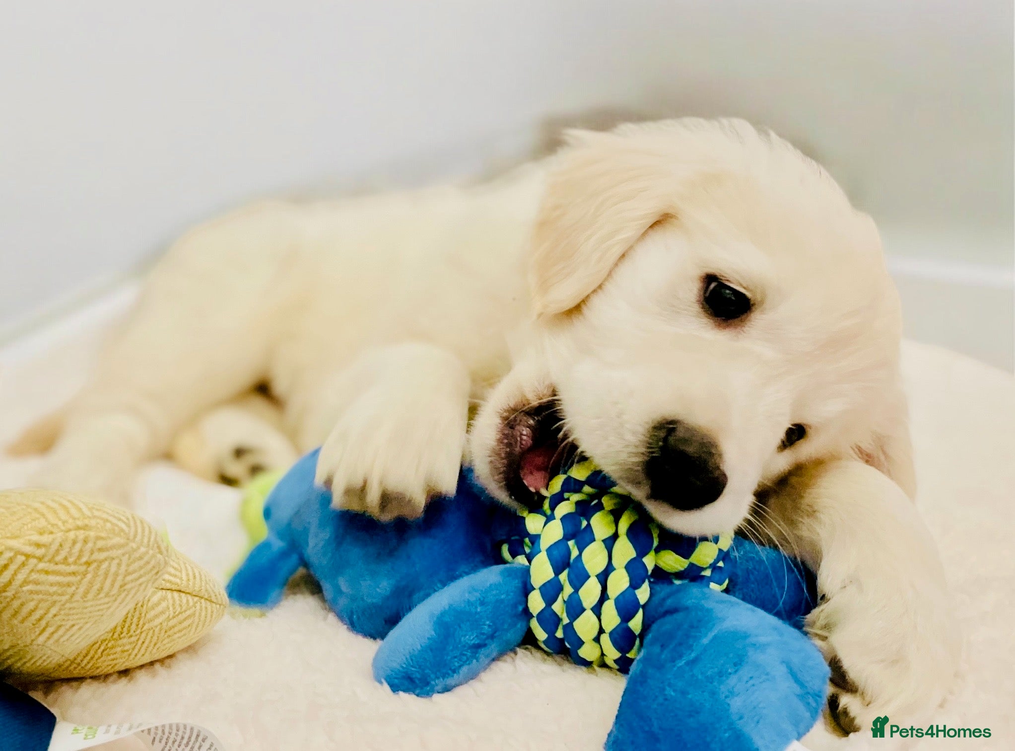 Golden Retriever dogs Available now 🎀  ~  DNA tested ~ Champion Lines  - Advert 2