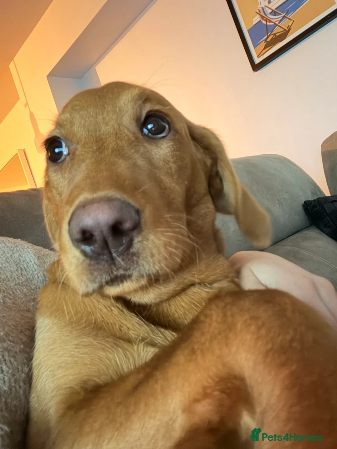 Labrador Retriever dogs for sale: Labrador Retriever Female Puppy - Advert 3