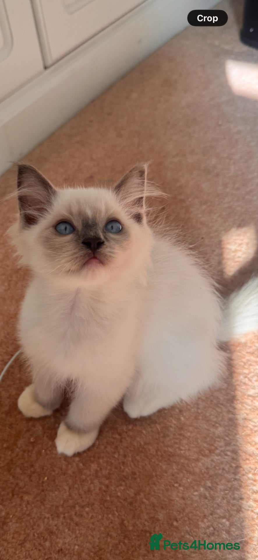 Ragdoll cats for sale: Stunning ragdoll kittens can go home now  - Advert 3