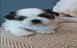 Shih Tzu dogs for sale: Angel’s Shih zhus  - Image 1