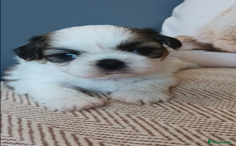 Shih Tzu dogs - Advert 3