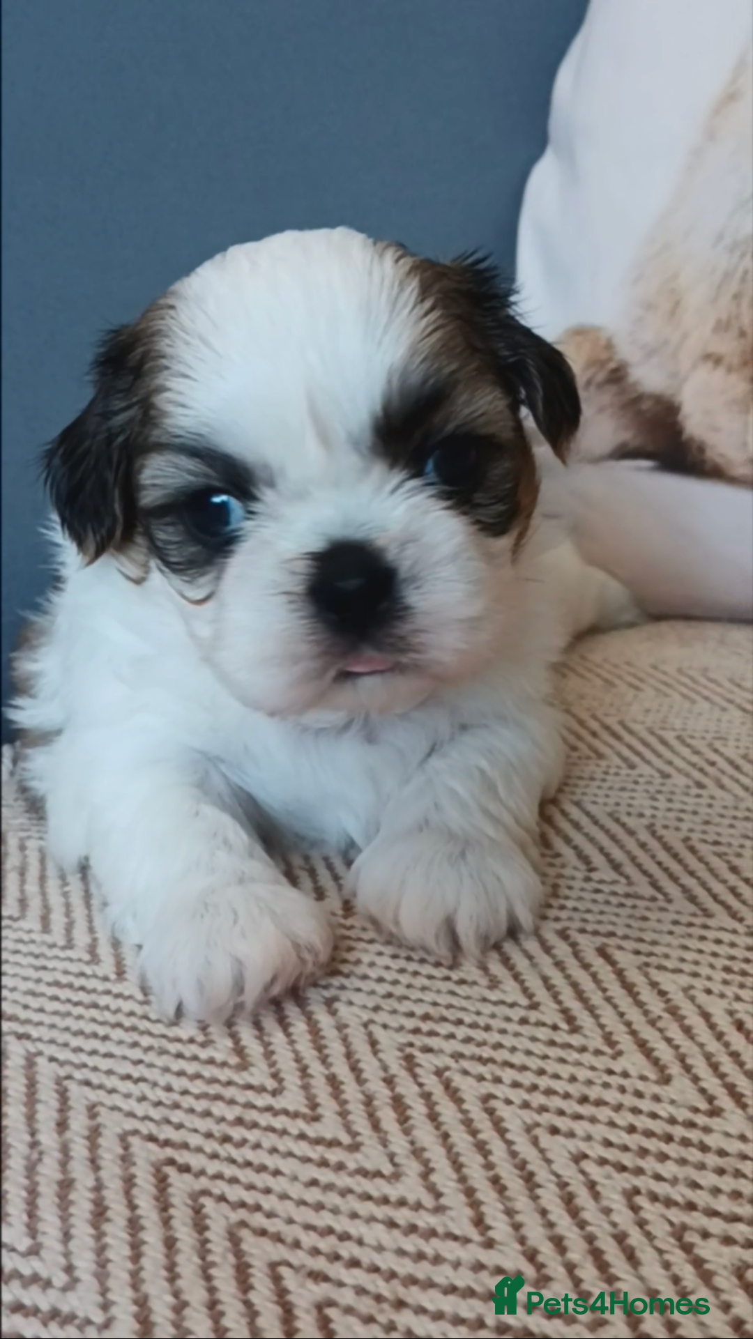 Shih Tzu dogs for sale: Angel’s Shih zhus  - Image 1