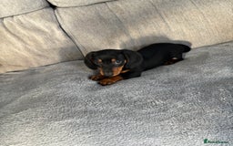 Dachshund dogs for sale: Ready soon! 🤎🖤 Miniature Dacshund Puppy, Male.  - Image 1