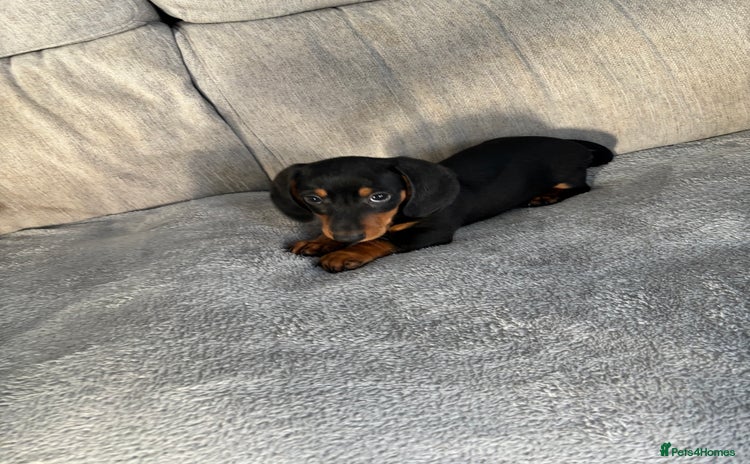 Dachshund dogs - Advert 4