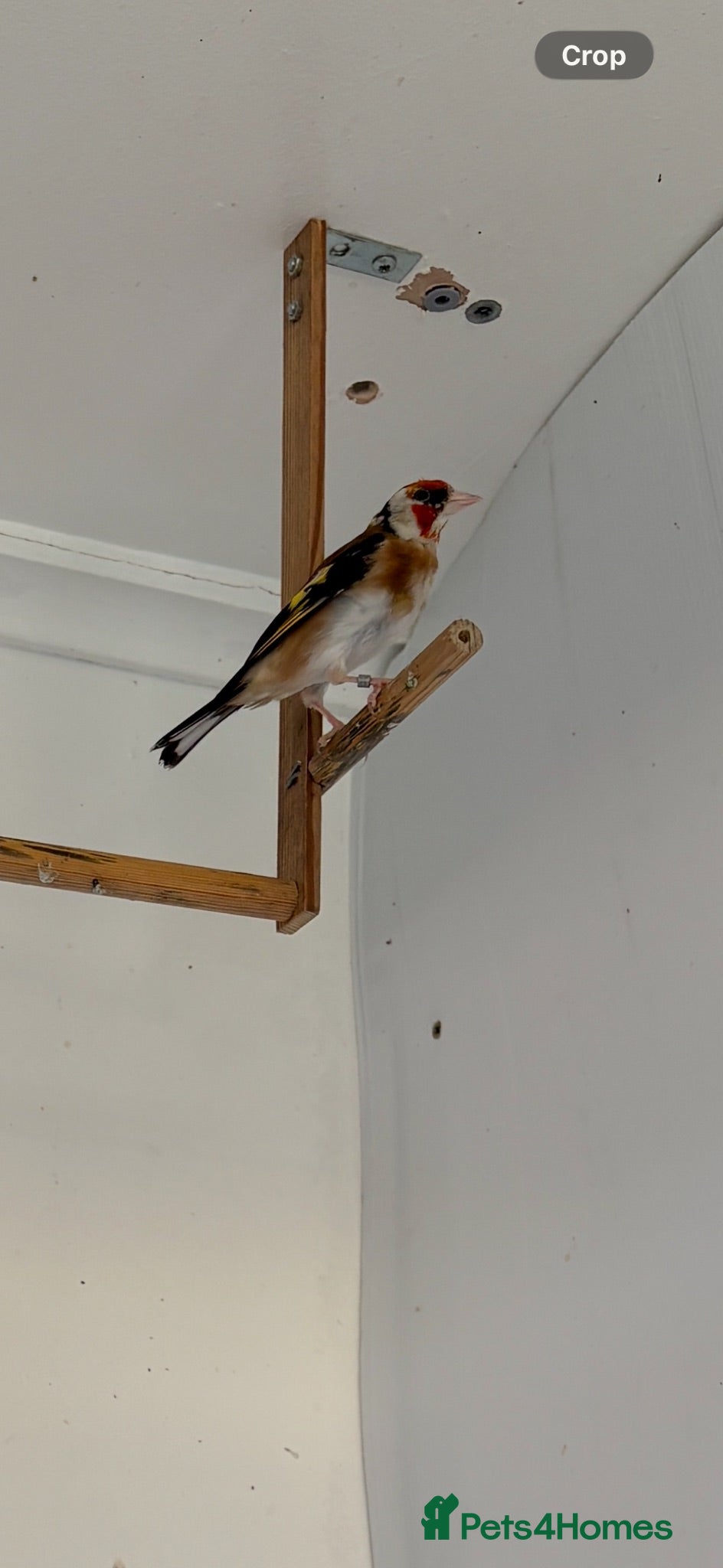 Finches birds Goldfinch  - Advert 2