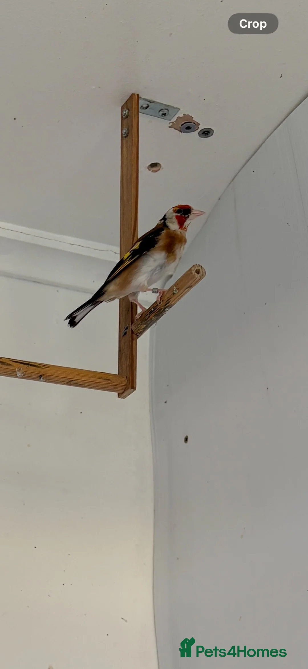 Finches birds for sale: Goldfinch  - Advert 1