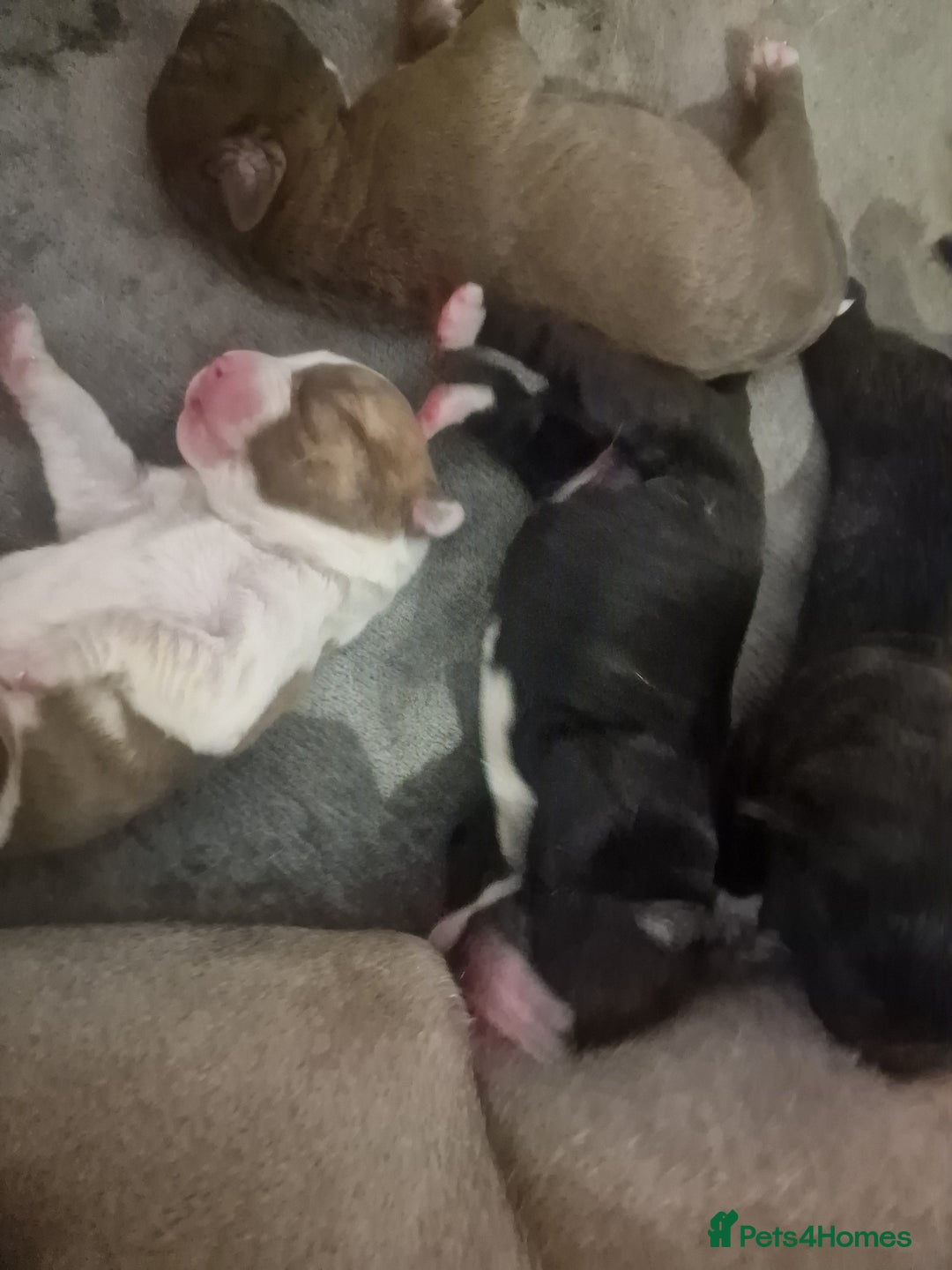 Mixed Breed dogs for sale: Amazing puppys  - Image 7