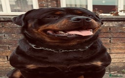 Rottweiler dogs for sale: Big boned chunky Rottweiler puppies - Image 12