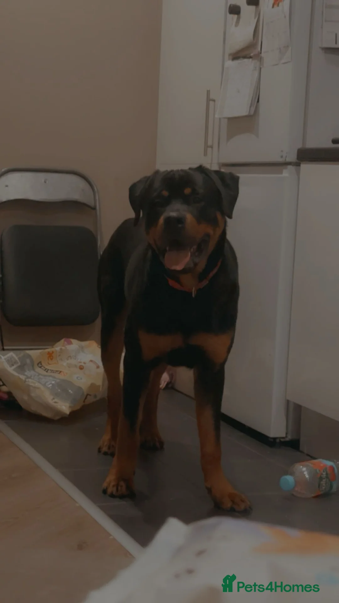 Rottweiler dogs for sale:  Bruce the rottie - Advert 1