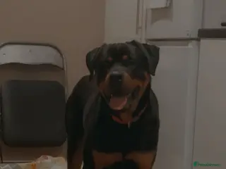 Rottweiler dogs Bruce the rottie - Advert 2