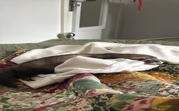 Ferret rodents for sale: 3-Month-Old Male Ferret with Full Setup  - Image 3